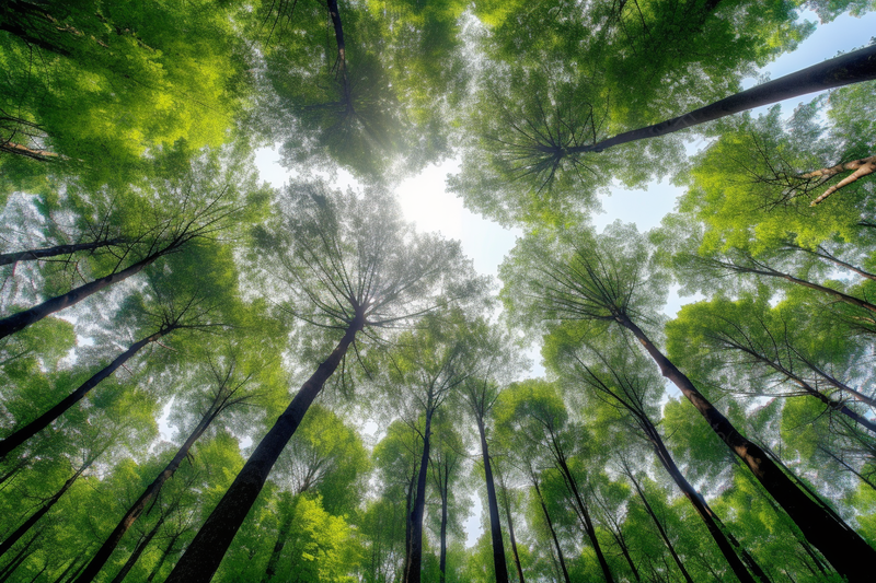 阳光穿过茂密的树林天然自然美景,高清,摄影图,摄影图片,图片大全,摄影图免费下载